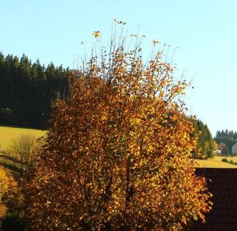 Schoenwald Casa | Gasthof Schwarzwaldtanne