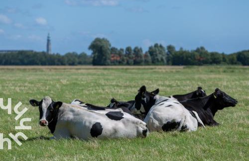 Grijpskerke Casa | Gezellige vakantiewonig gelegen in Grijpskerke
