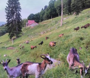 Metzeral Cama Y Desayuno | Gite IM-BERG