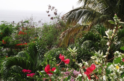 Malendure Cabaña | invernaderos AKANSYEL vista al mar Caribe (verde)