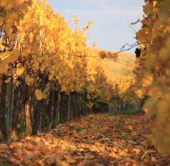 Dangolsheim Apartamento | Gites des Dix Vins