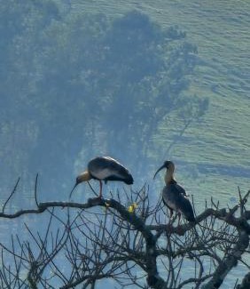 Corrego do Bom Jesus Otro | Glamping Cabana Aysú