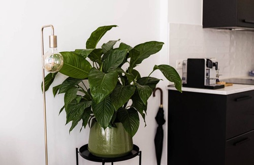 Historisch centrum Apartamento | Gorgeous Getaway in the old City Centre of Antwerp