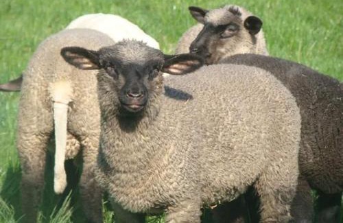 Gietrzwald Casa | Gospodarstwo Agroturystyczne Leśna Polanka