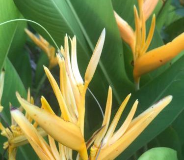Busua Cama Y Desayuno | Green Zion Garden