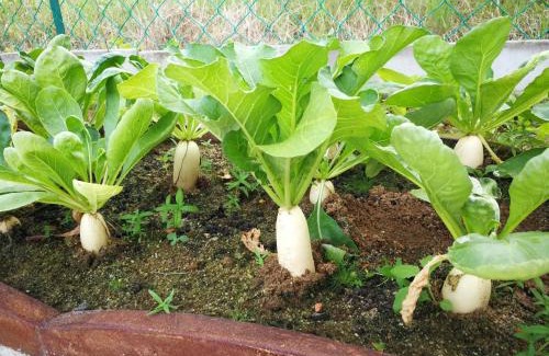 Kuantan Casa | Greenery Garden Concept Homestay