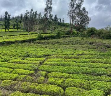 Ooty Casa | Greenish Mist Mountain