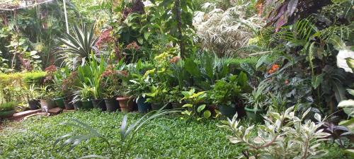 Talipparamba Casa | greenview homestay Mayyil