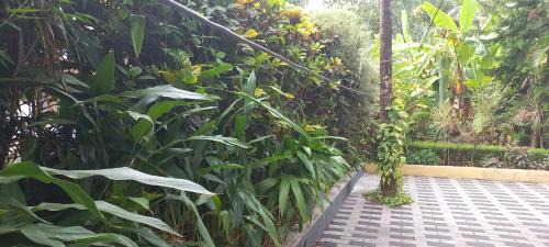 Talipparamba Casa | greenview homestay Mayyil