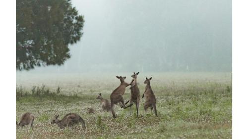Kangaroo Valley Casa | Gumnut by Tiny Away