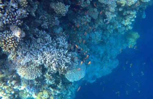 St. Catherine Apartamento | Half Moon - Sunny Dahab resort