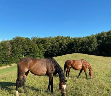 Luzino Apartamento | Happy Horse Sosnowa Góra
