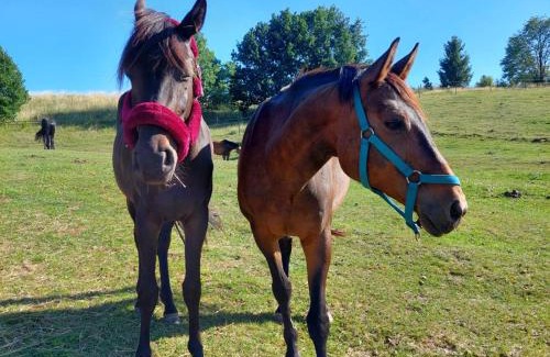 Luzino Apartamento | Happy Horse Sosnowa Góra