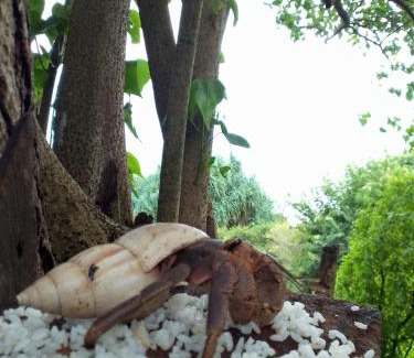 Tangalle Cama Y Desayuno | Happybeach Sea view Cabin