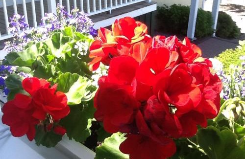 Boothbay Harbor Cama Y Desayuno | Harbor House Inn