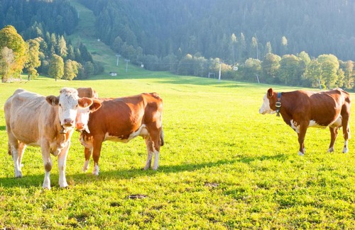 Niederau Casa | Hartlhof Urlaub am Baby- und Kinderbauernhof