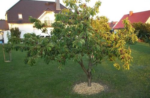 Neuzelle Apartamento | Haus Im Grnen House in the green