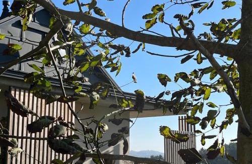 Oberhaag Casa | Haus Nebel