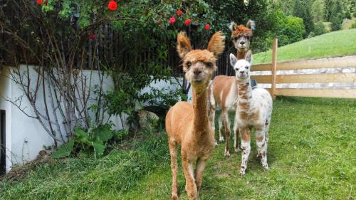 Maria Luggau Apartamento | Haus Strieder