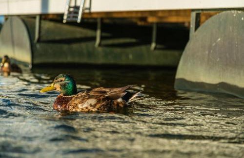 Schleswig Alquiler De Eote | Hausboot Aegir mit Dachterrasse in Schleswig am Ostseefjord Schlei