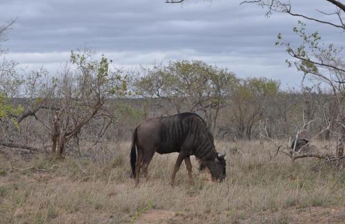 Hazyview Cabina | Hazyview Buffalo Game Lodge