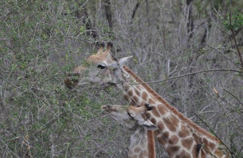 Hazyview Cabina | Hazyview Buffalo Game Lodge