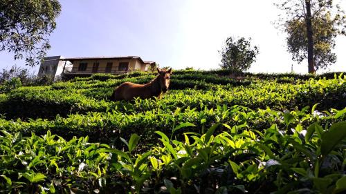 Udumbanchola Complejo | Heritage Farms Mountain Eco Retreat