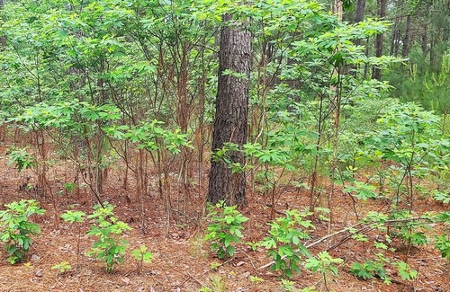 Grand Saline Cabina | Hidden in East Texas Piney Woods - Rustic Western Jail Cabin - Canton 1st Monday