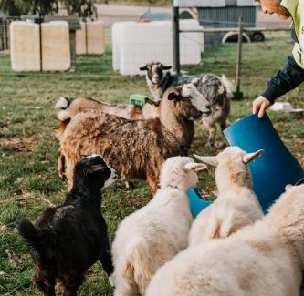 Penguin Casa | Hideaway Farmlet Romantic Cottage with Miniature Goats