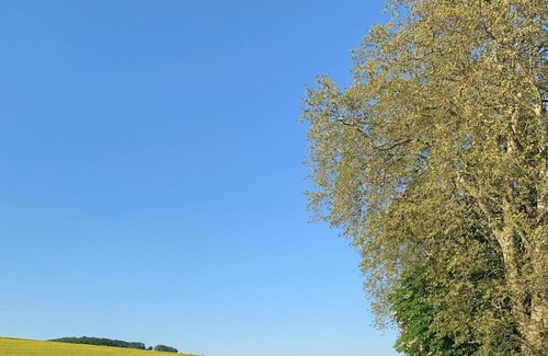 Altstadt Apartamento | Holiday apartment / app. for 3 guests with 42m² in Eltville am Rhein (156197)