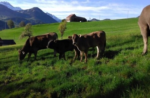 Hundwil Apartamento | Holiday apartment Urnäsch for 2 - 4 persons with 2 bedrooms - Holiday apartment in a farmhouse