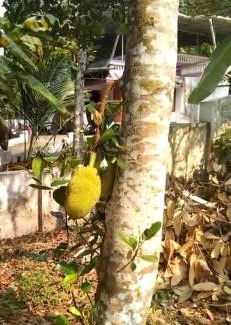 Onamthuruth Casa | Holiday homes in kidangoor kottayam kerala
