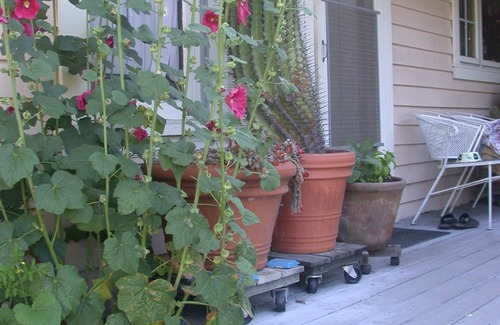 Sonoma Cama Y Desayuno | Hollyhock Country House