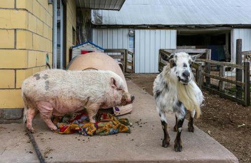 White Mills Casa | Honesdale Cabin 110 Shared Acres, Animal Rescue!