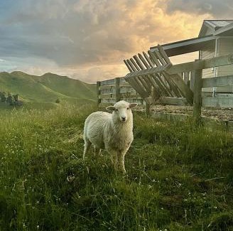 Rangitikei Cama Y Desayuno | Hopwood Bed & Breakfast