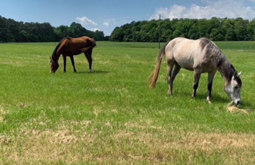 Townville Cabina | Horse farm 20 minutes from Clemson University