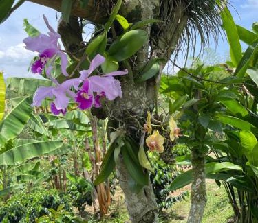 Quimbaya Casa | Hotel Boutique La Ceiba