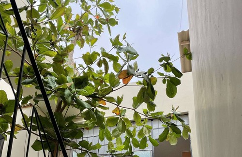 Piura Casa | Hotel Calmelia
