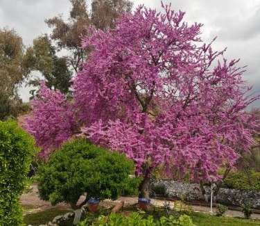 Constantina Casa | Hotel Casa Grande