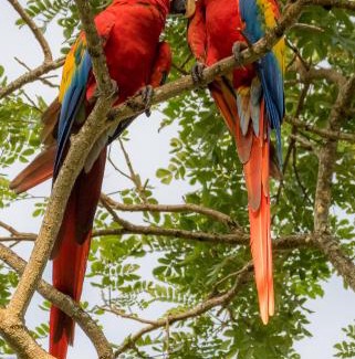 Tarcoles Cama Y Desayuno | House of the Macaws