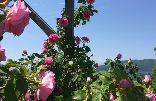 Agsdorf Casa | House, Rose Garden, Woods, nearby Lakes,