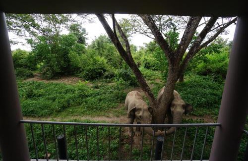 Tha Yang Complejo | I love phants Lodge