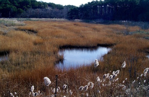 Truro Cabaña | Cottage idílica en la frondosa cañada cerca del océano