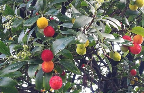 Conegliano Cama Y Desayuno | Il giuggiolo