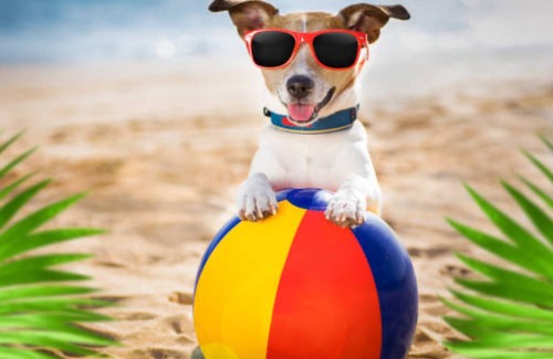 Cape May - Wildwood Hotel | Island Breeze Motel