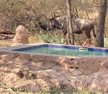 Marloth Park Casa | Ivory Sands Selfcatering house