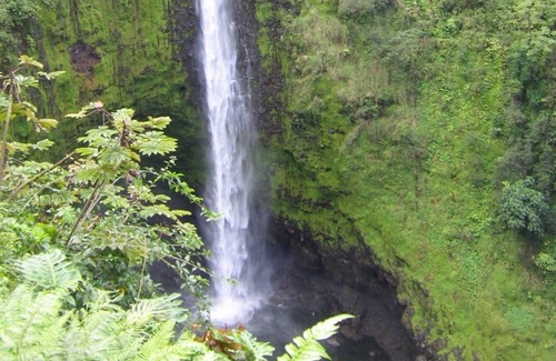Fern Forest Casa | Ixchel Hawaii