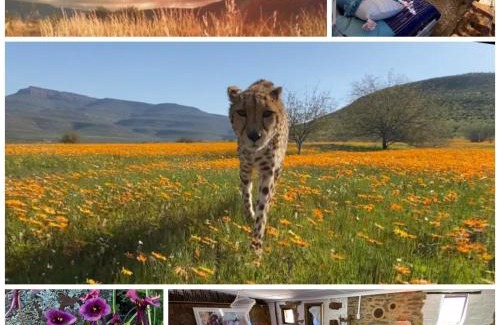 Cederberg Casa | Iziba Principality
