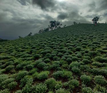 Madikeri Casa | Jade Hills Coorg