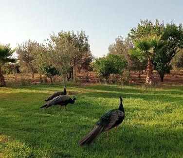Tamazouzte Casa | Jamarou